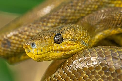 Trinidad-Caroni Swamp. Cooks tree boa close-up. Art Print